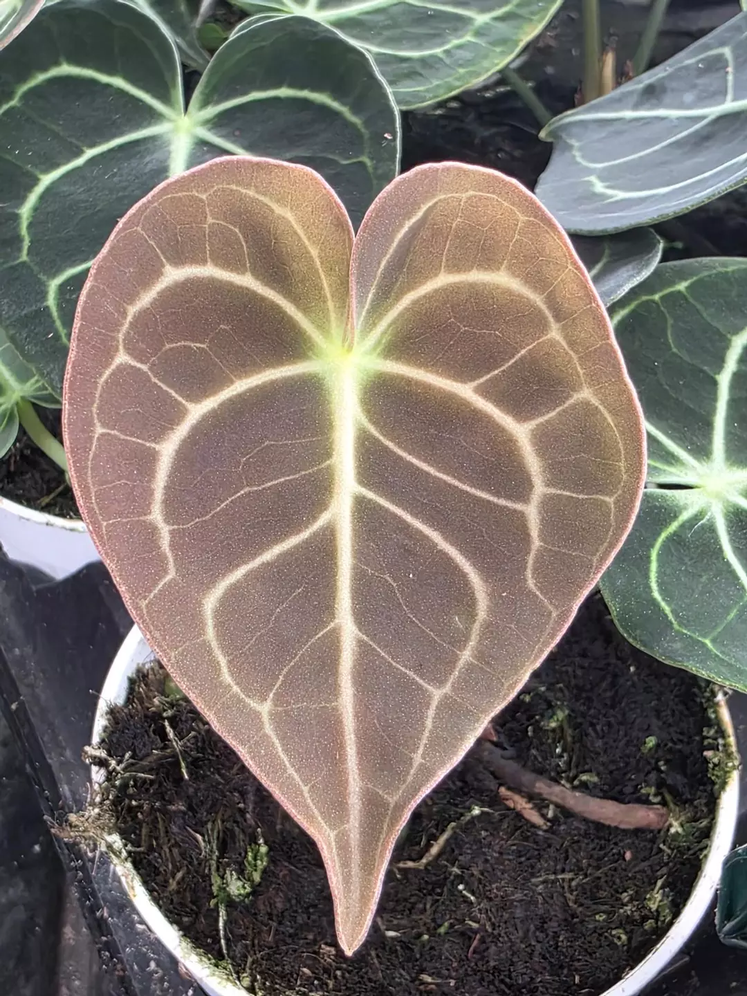 Anthurium Clarinervium – 4” Pot | Velvet Heart-Leaf Anthurium | USA Grown thumbnail