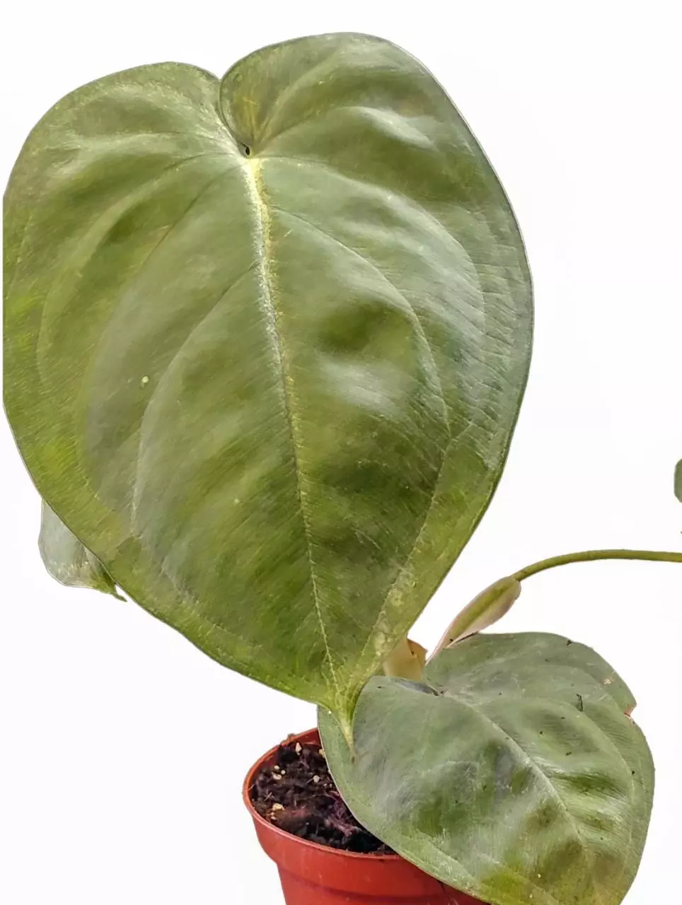 Syngonium chiapense frosted heart thumbnail