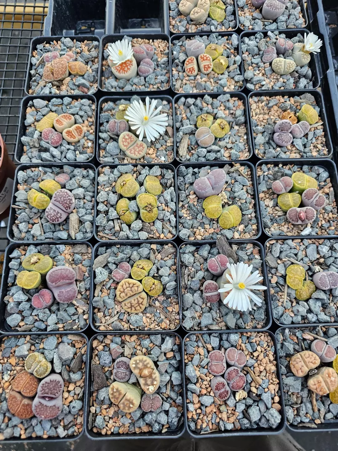 Lithops Growers Choice thumbnail