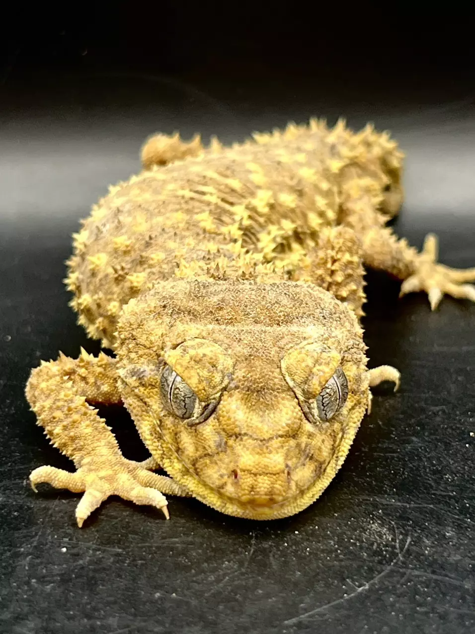 Nephrurus amyae Pair 1.1. thumbnail