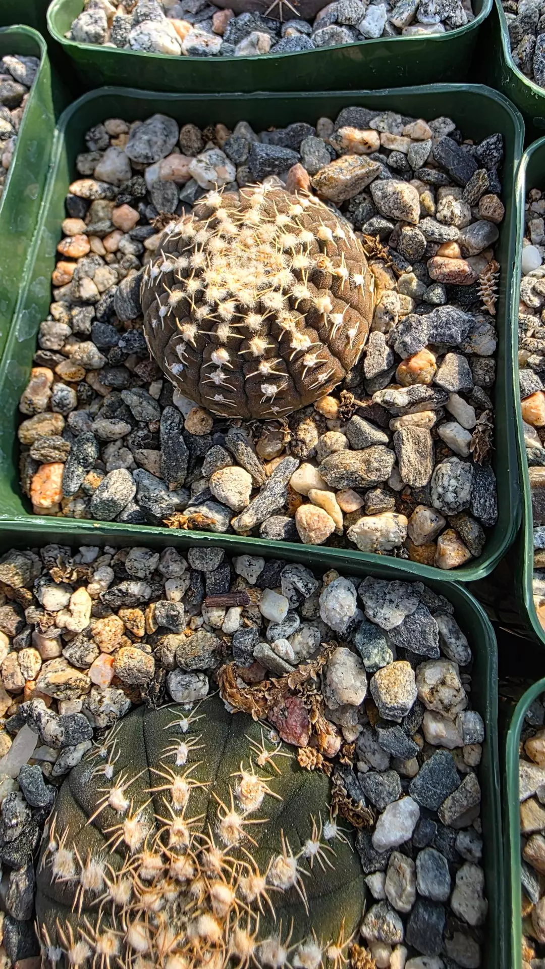 Gymnocalycium ragonesei thumbnail
