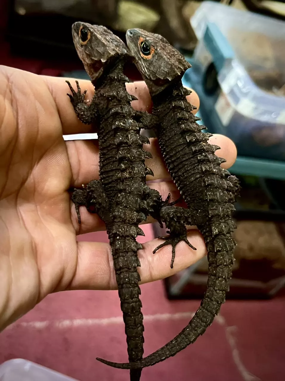 Captive Bred Red Eye Croc Skink Pair 1.1. thumbnail