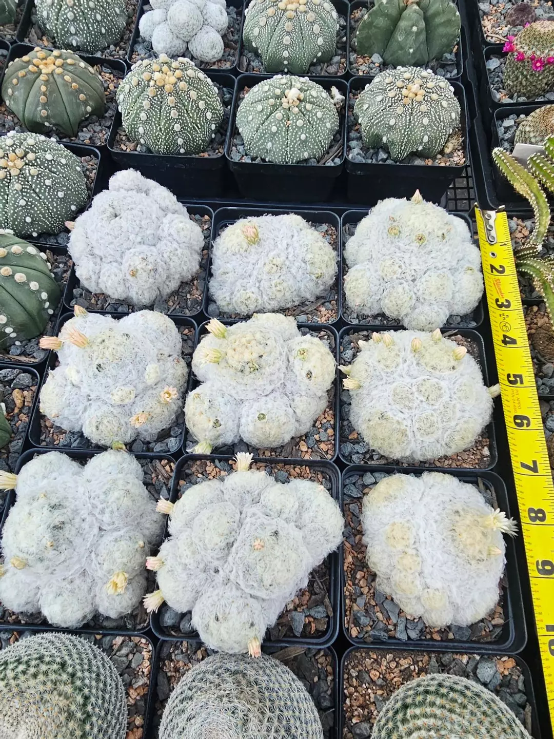Mammillaria plumosa Growers Choice thumbnail