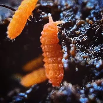 25+ Orange Springtails "Florida Oranges" Neanura growae thumbnail