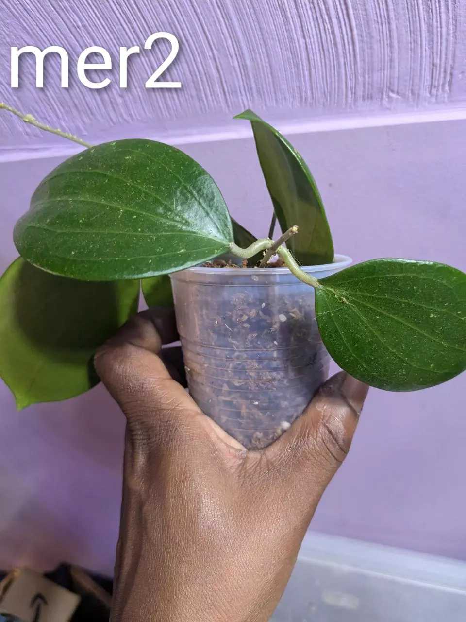 Hoya merillii cuttings thumbnail