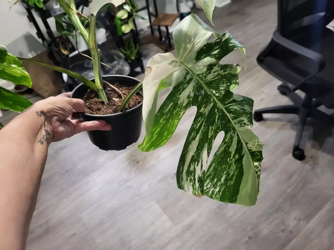 4 leaf monstera albo thumbnail