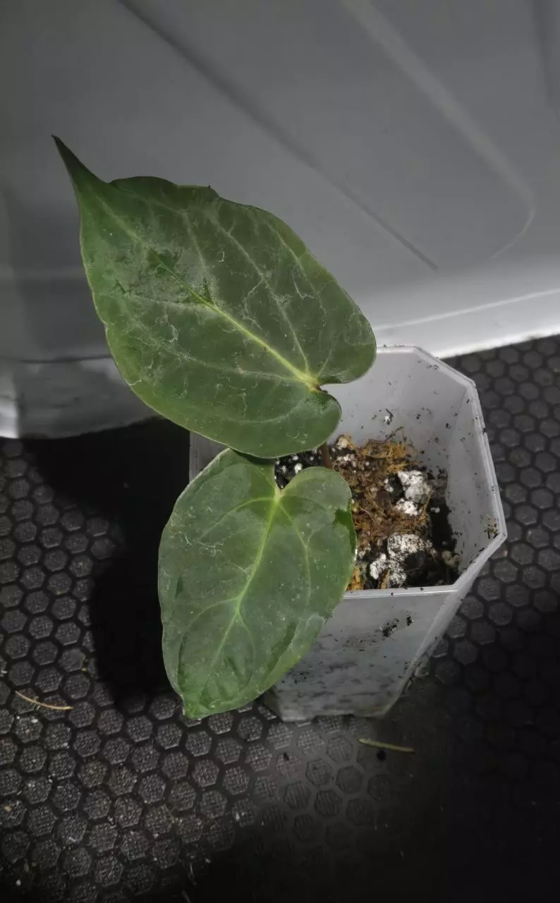 Anthurium Ree Garden x Long Bullet thumbnail