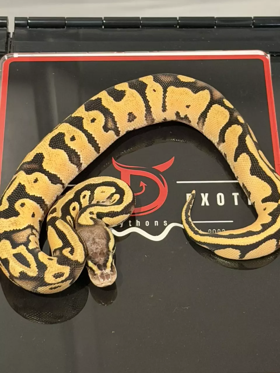 Enchi YB Orange Dream Vanilla Cream (POS Hurricane)Het Desert Ghost thumbnail