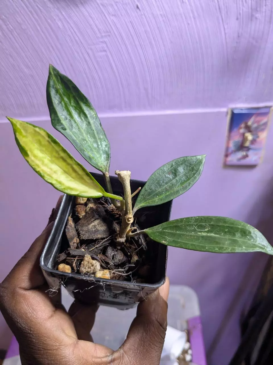 Latifloria pot of gold thumbnail