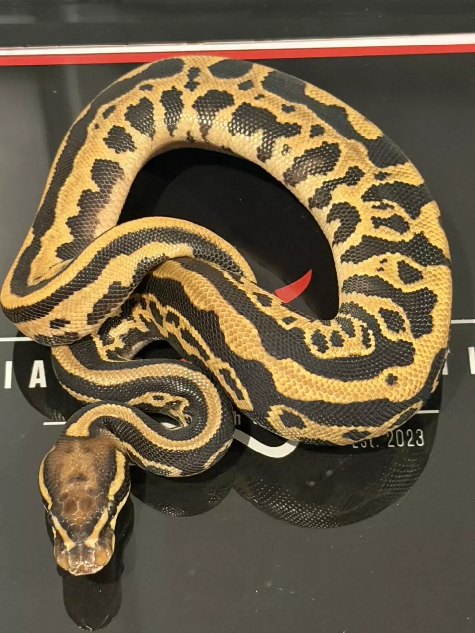 Orange Dream Leopard Hurricane Het Desert Ghost thumbnail