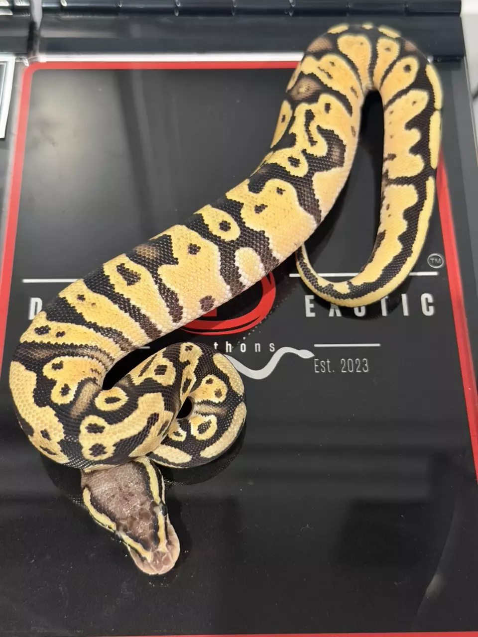 Enchi Hurricane YB Vanilla Cream Het Desert Ghost thumbnail