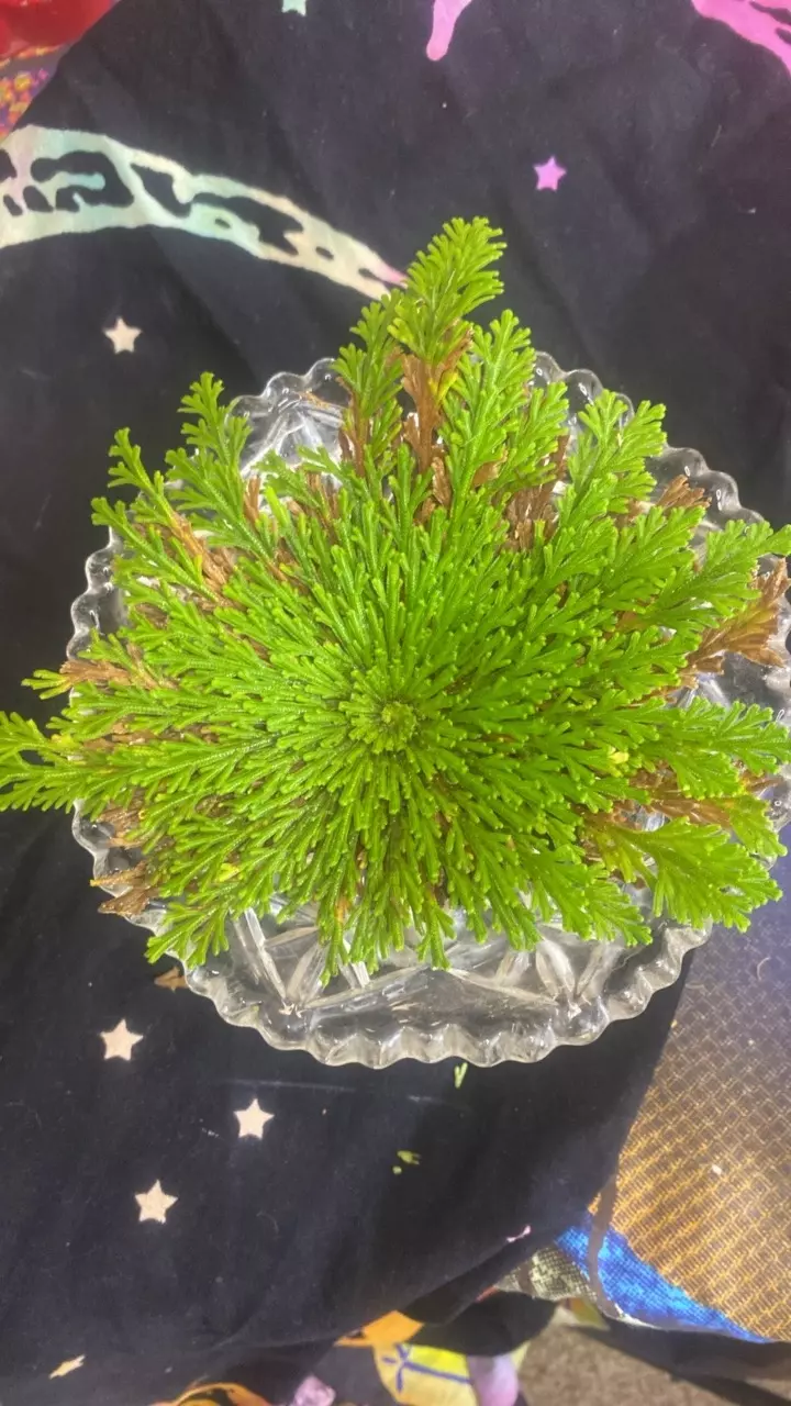 Resurrection fern / rose of Jerico 7” 190 thumbnail