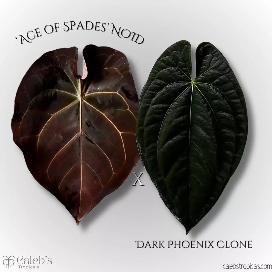 Seedling 🌱 AOS NOID x dark phoenix thumbnail