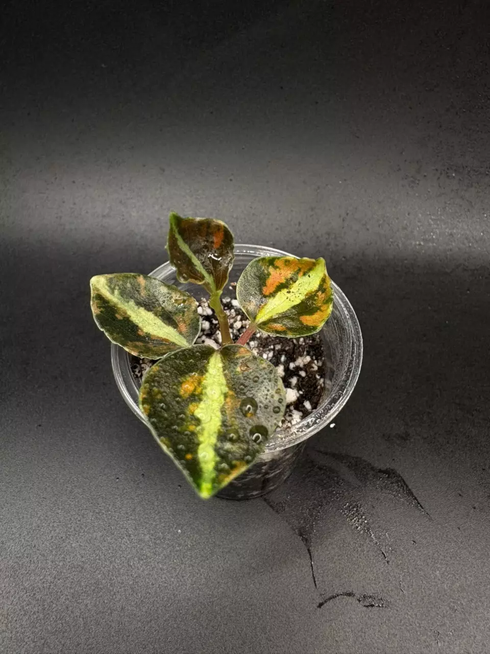 Peperomia Crème Brûlée thumbnail