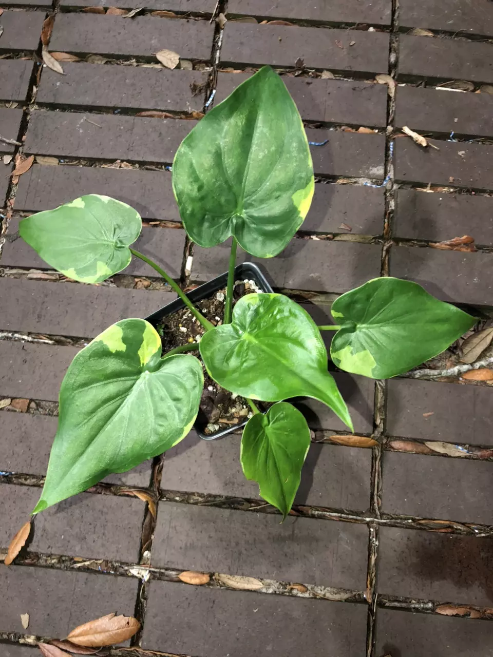 Alocasia cucullata Yellow Tail thumbnail