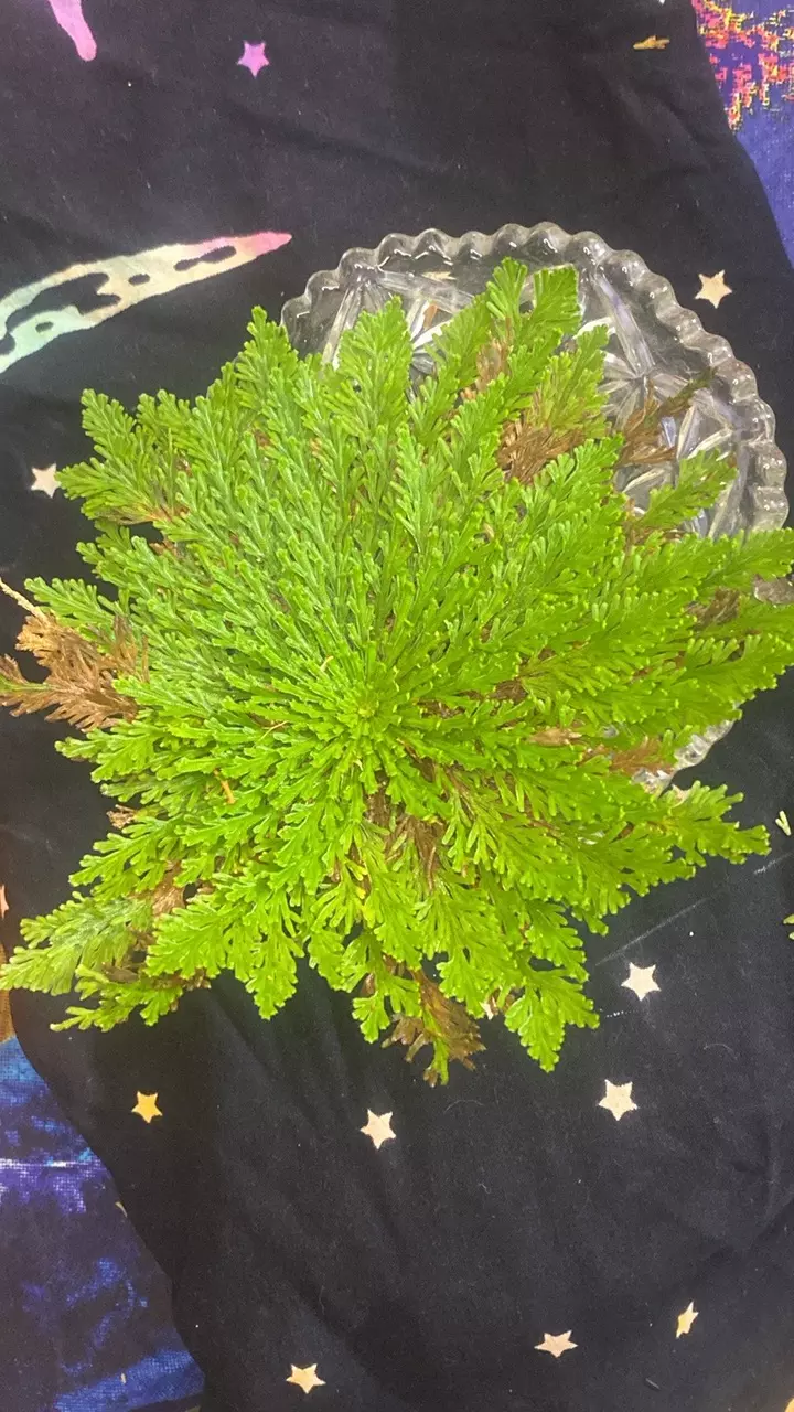 Resurrection fern / Rose of Jerico 9” 188 thumbnail