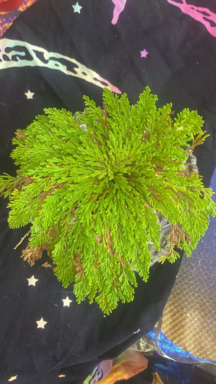 Ressurection fern / rose of Jerico 9” 187 thumbnail