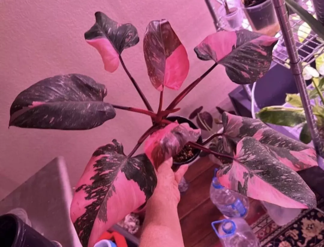 (NEEDS TO BE UPDATED) Philodendron Black Cherry Pink Princess thumbnail