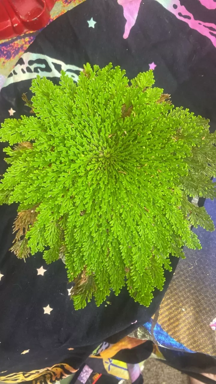 Ressurection fern / Rose of Jerico 8” 186 thumbnail