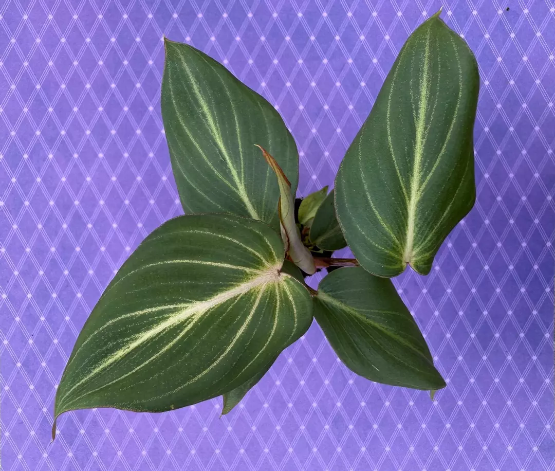 Philodendron gloriosum Dark Form thumbnail