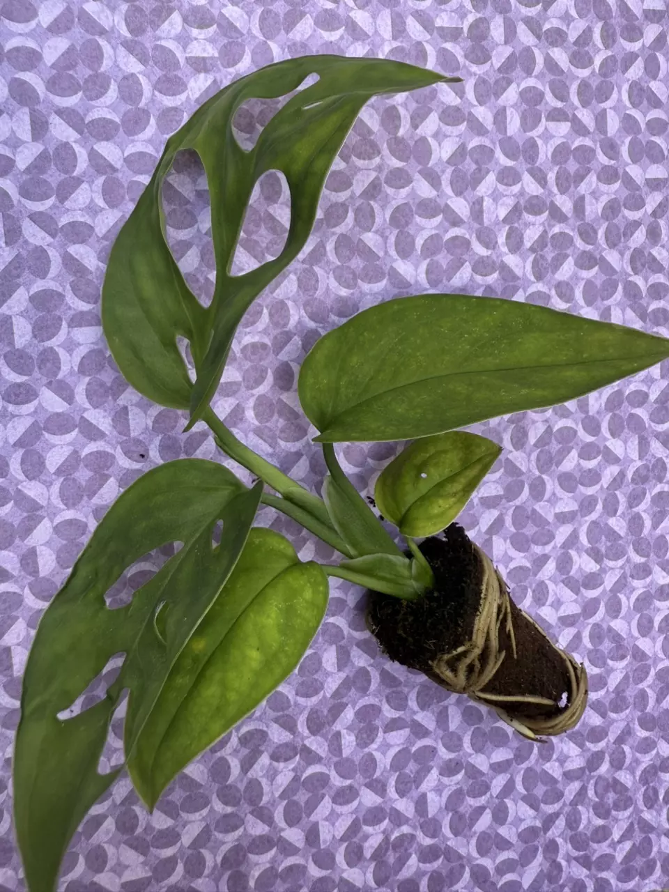 Monstera esqueleto thumbnail