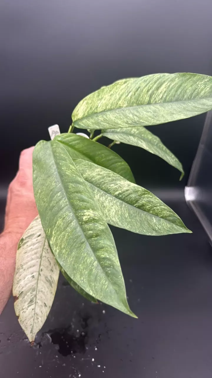 Rhaphidophora foraminifera albo - “Jodie” thumbnail