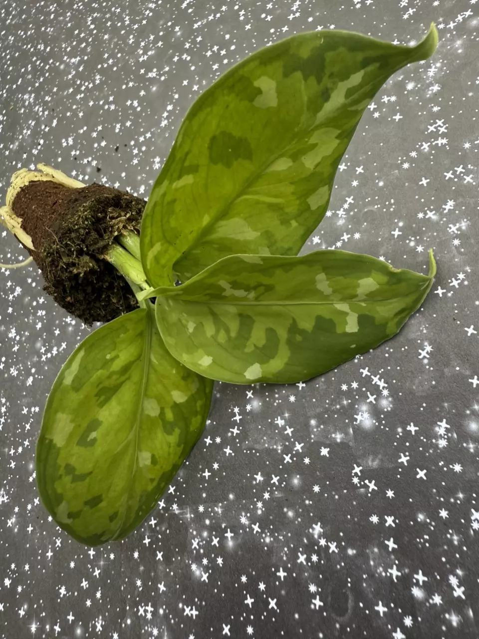 Agalonema pictum tricolor thumbnail