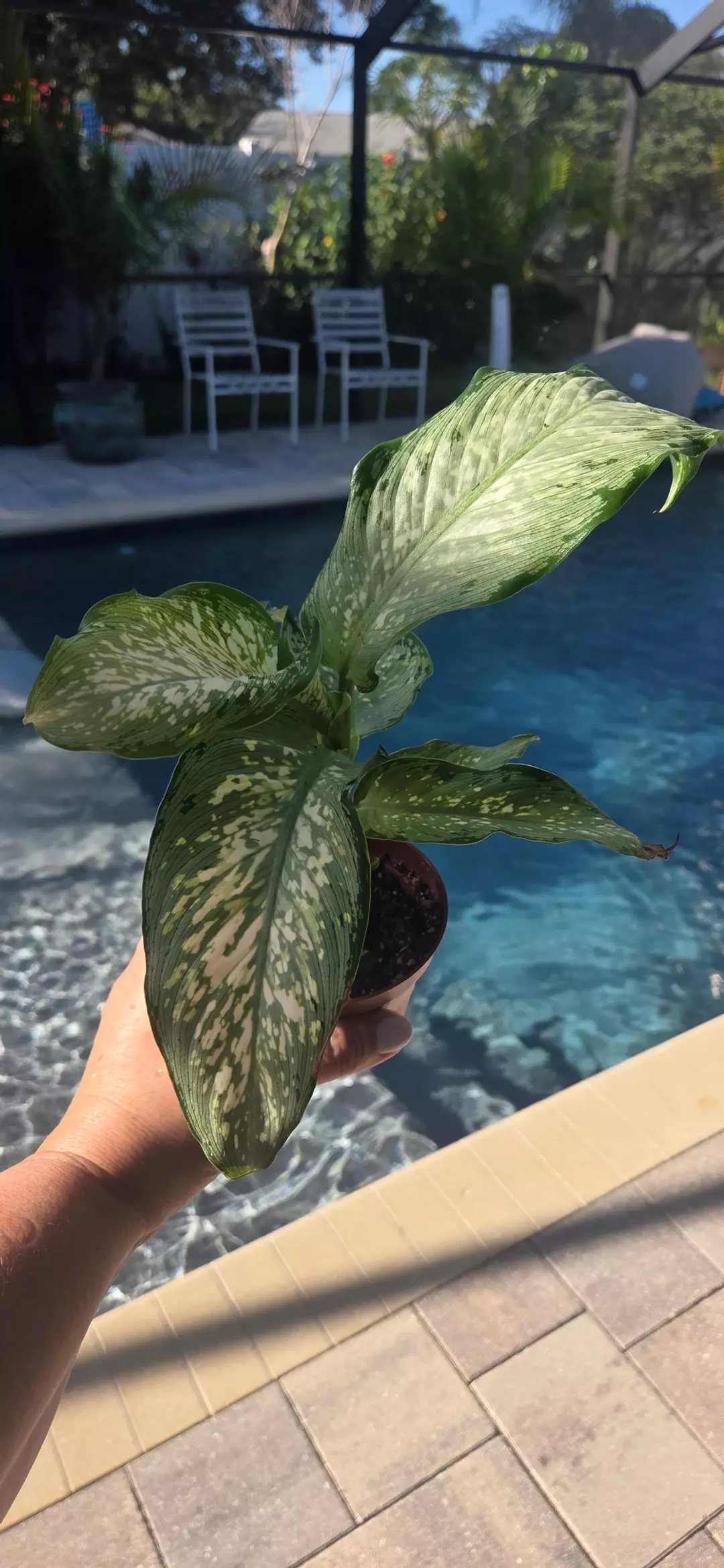 Dieffenbachia Corsii thumbnail