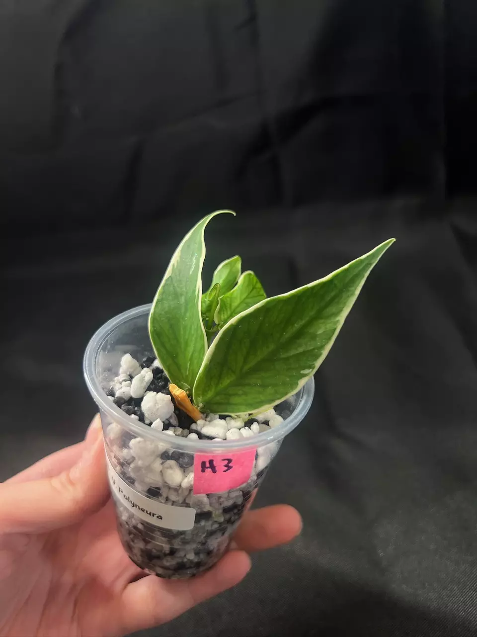 Variegated Polyneura Hoya thumbnail