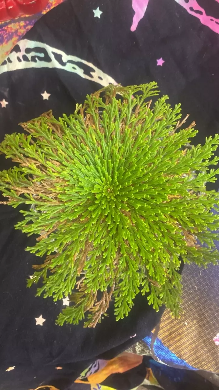 Resurrection fern / rose of Jerico 10”  189 thumbnail