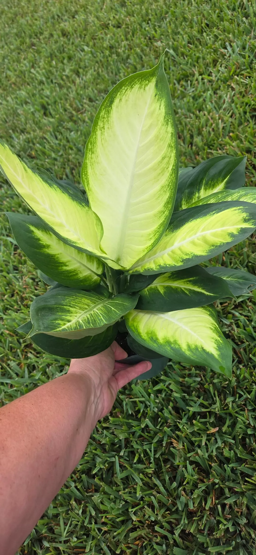 Dieffenbachia Camille thumbnail