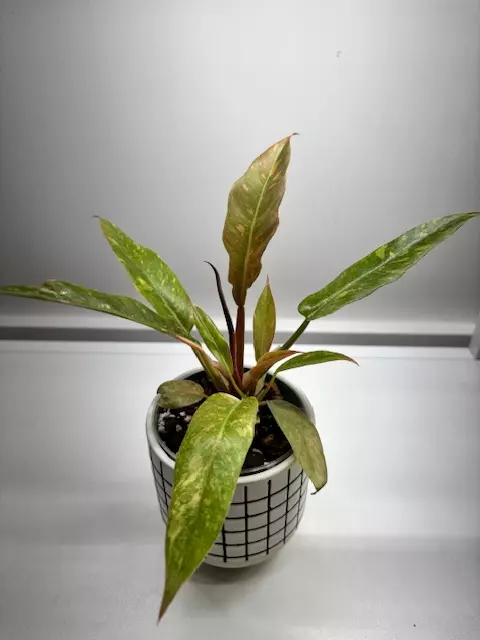 Philodendron Ring of Fire 5” thumbnail