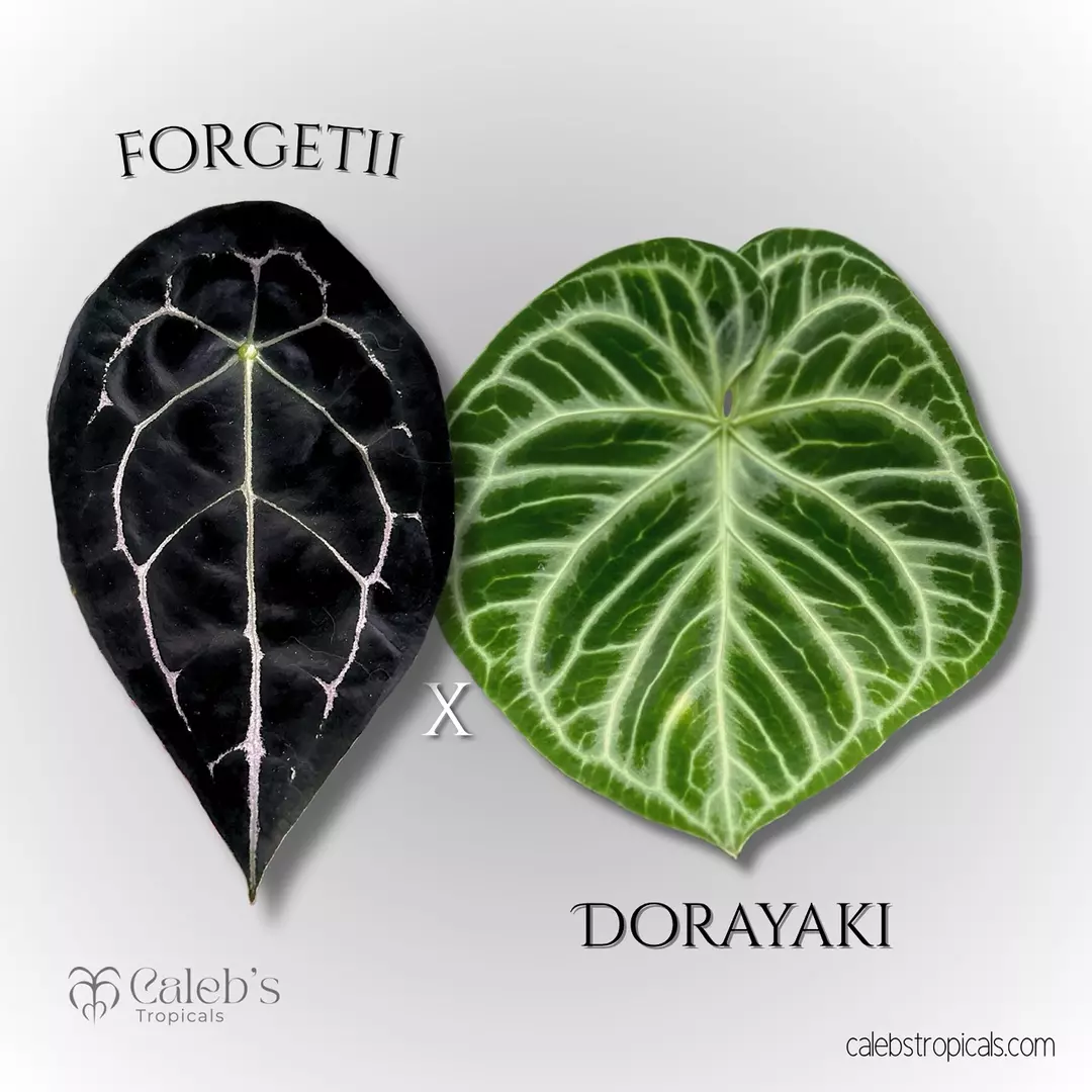 Germinated seeds  Forgetii x Dorayaki thumbnail