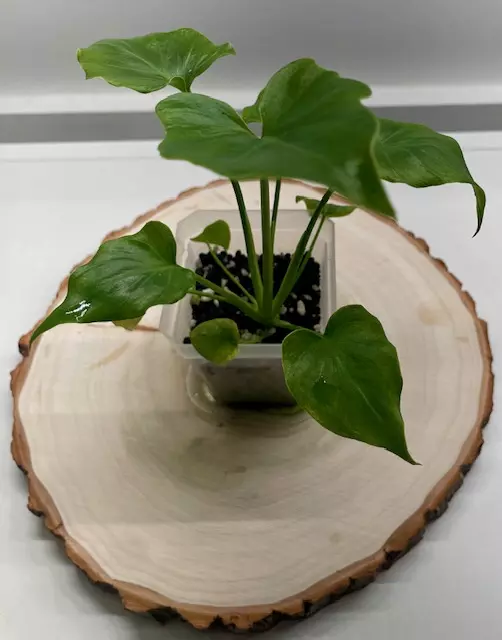 Philodendron Xanadu thumbnail