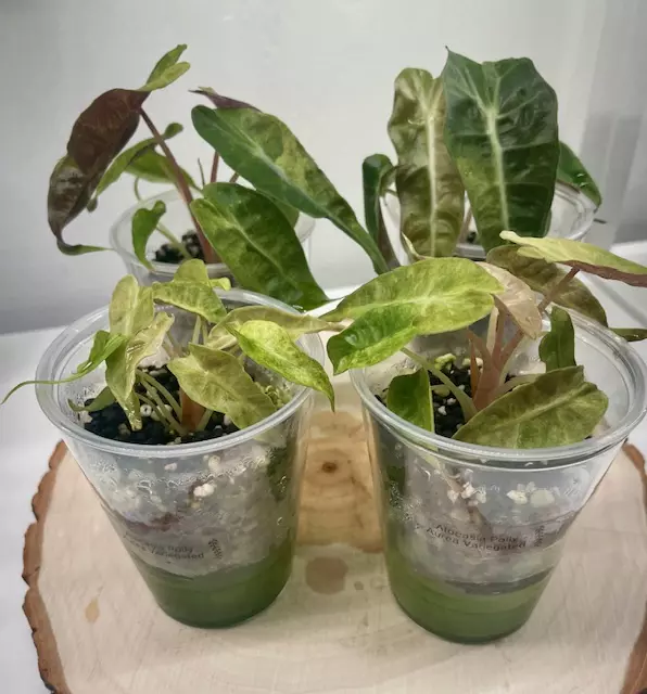 Alocasia Polly Aurea Variegated ($60) from @Zoesnonnasplantshop