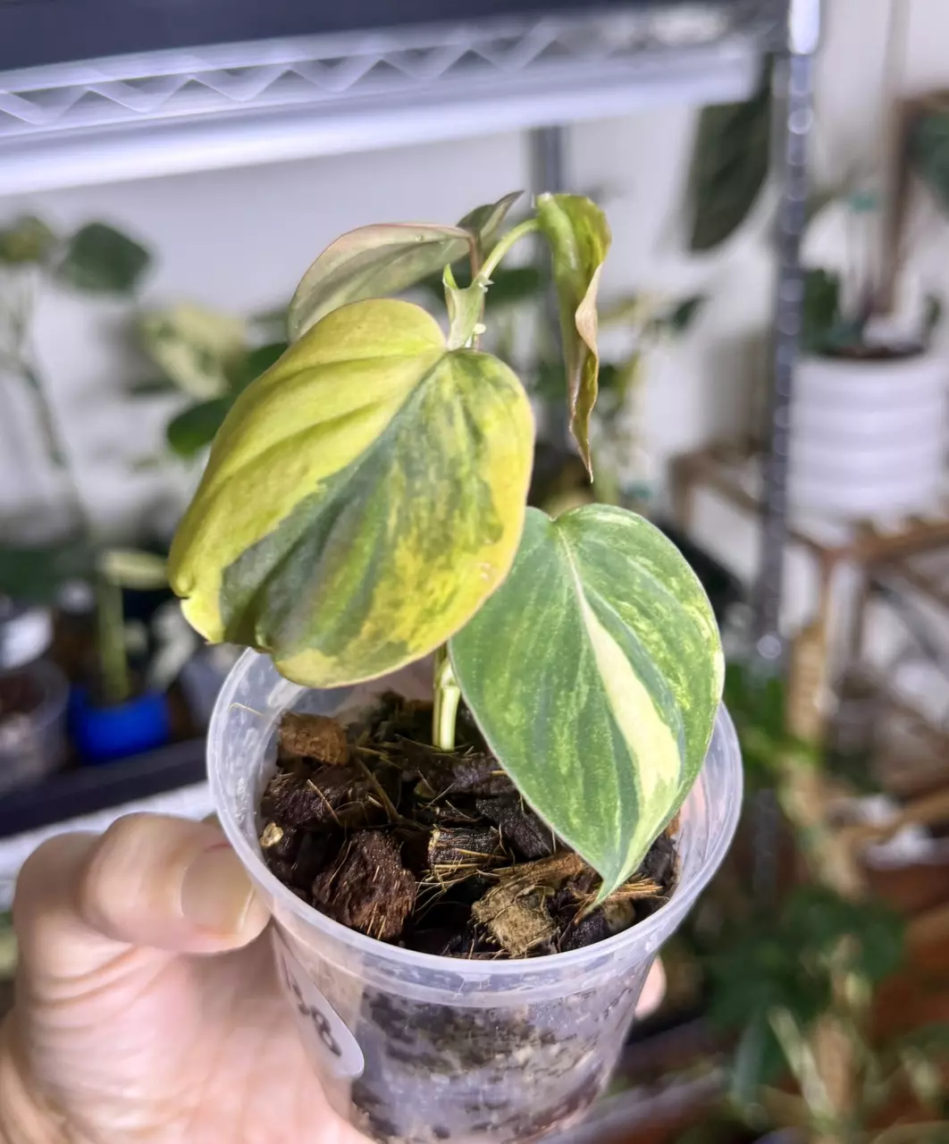 Philodendron Micans Aurea (138) thumbnail