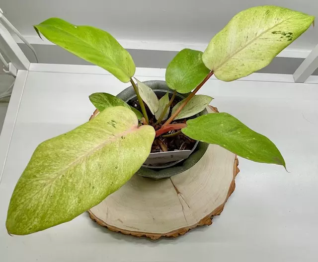 Philodendron Snowdrift 4" thumbnail