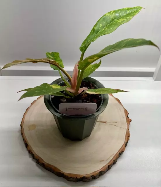 Philodendron Ring of Fire 4” thumbnail