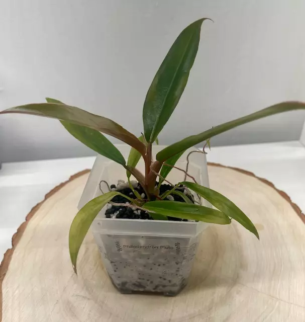 Philodendron Pluto thumbnail