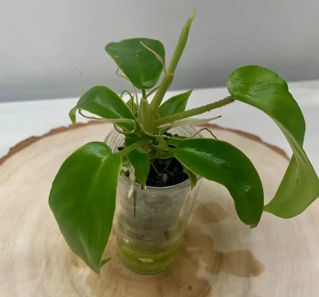 Philodendron Squamiferum thumbnail