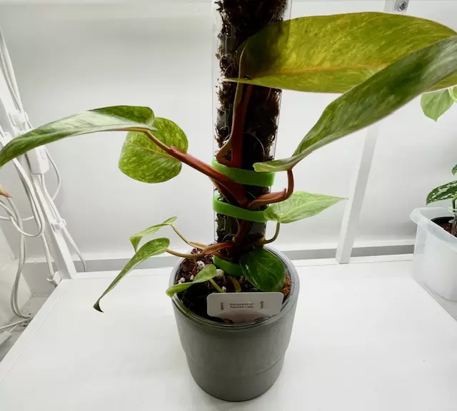 Philodendron Painted Lady 5" thumbnail
