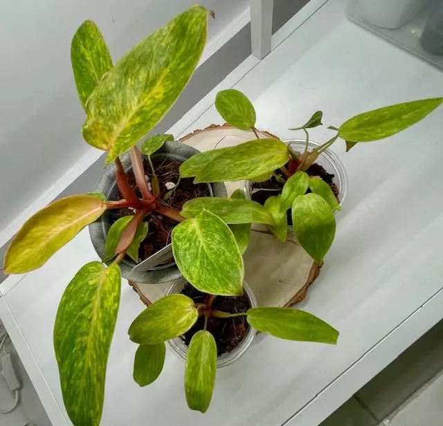 Philodendron Painted Lady 4" thumbnail
