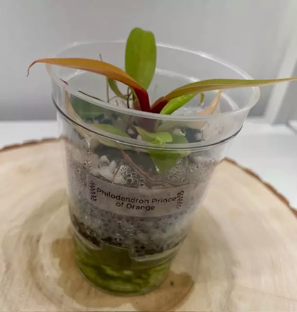 Philodendron Prince of Orange thumbnail