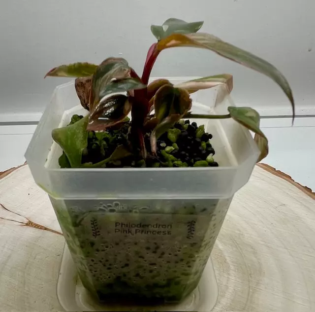 Philodendron Pink Princess thumbnail