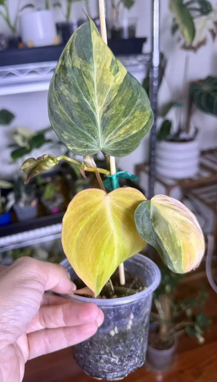 Philodendron Micans Aurea thumbnail