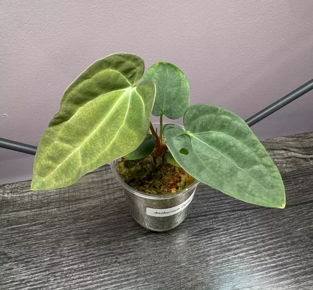 Anthurium Carla X pap thumbnail