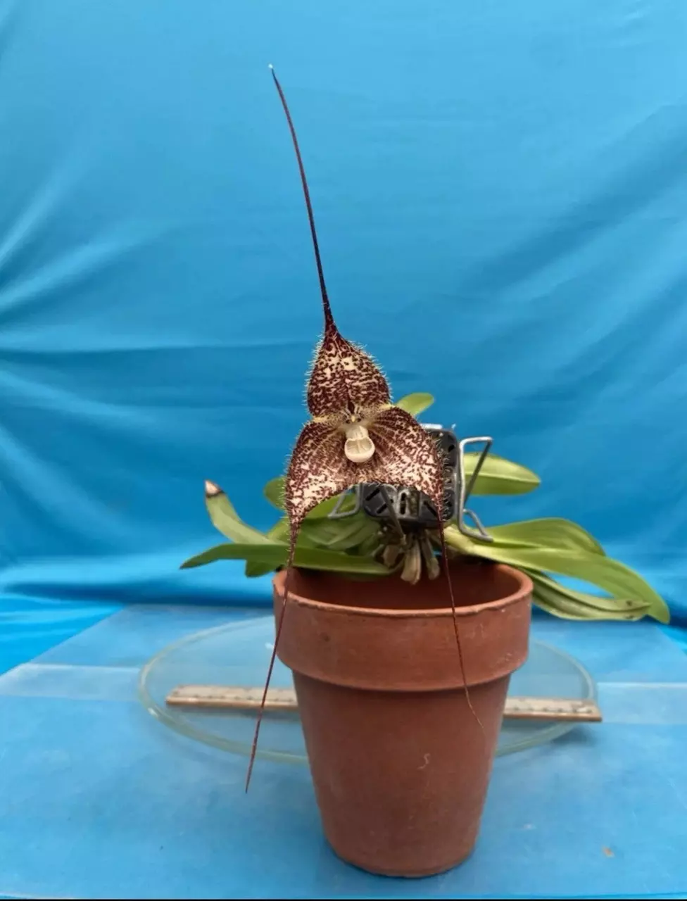 Dracula woolwardii ‘Jungle Mist’ AM/AOS Orchid Species Divisions 1.5-2” Pot thumbnail