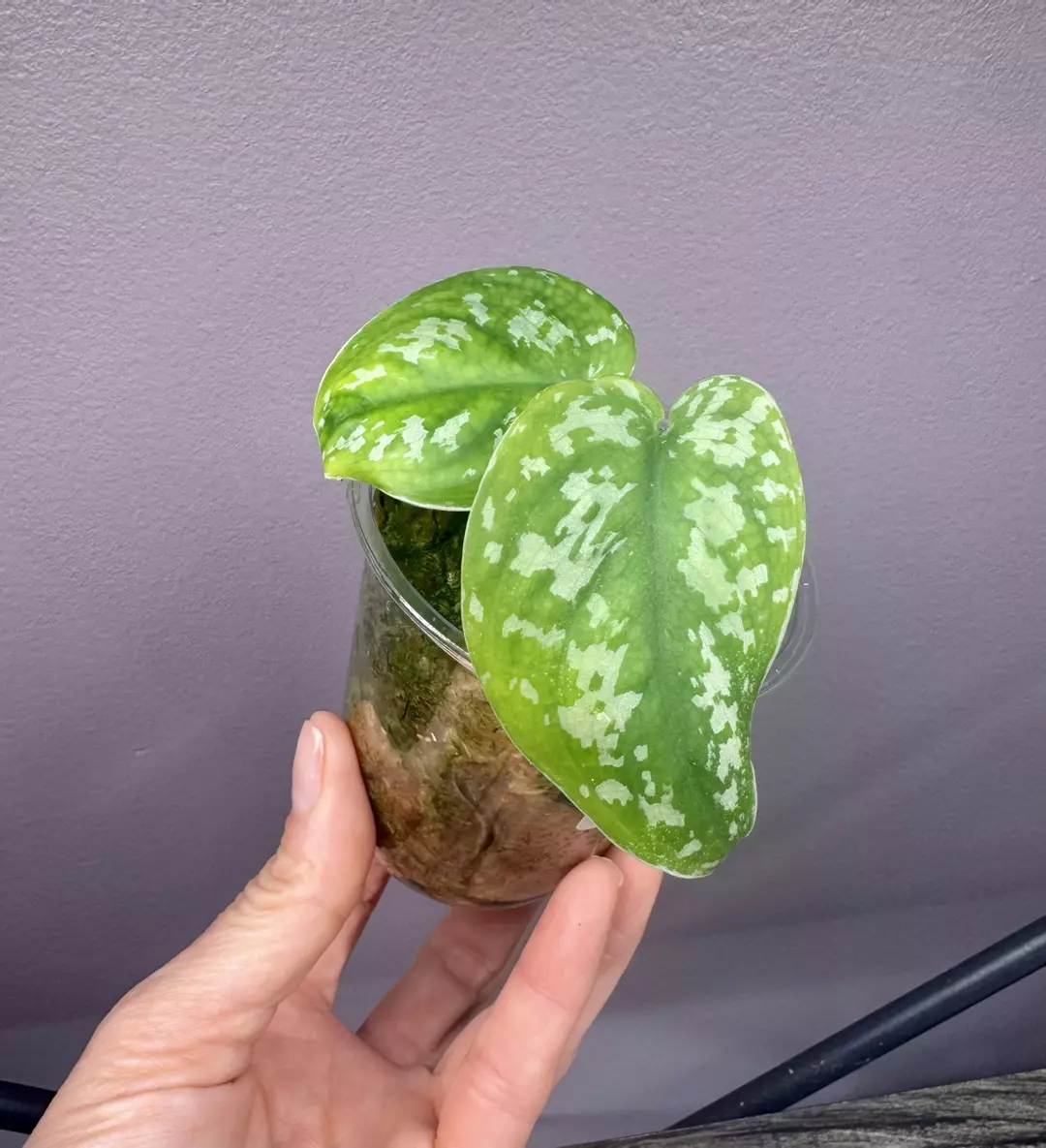 Scindapsus sentarum thumbnail