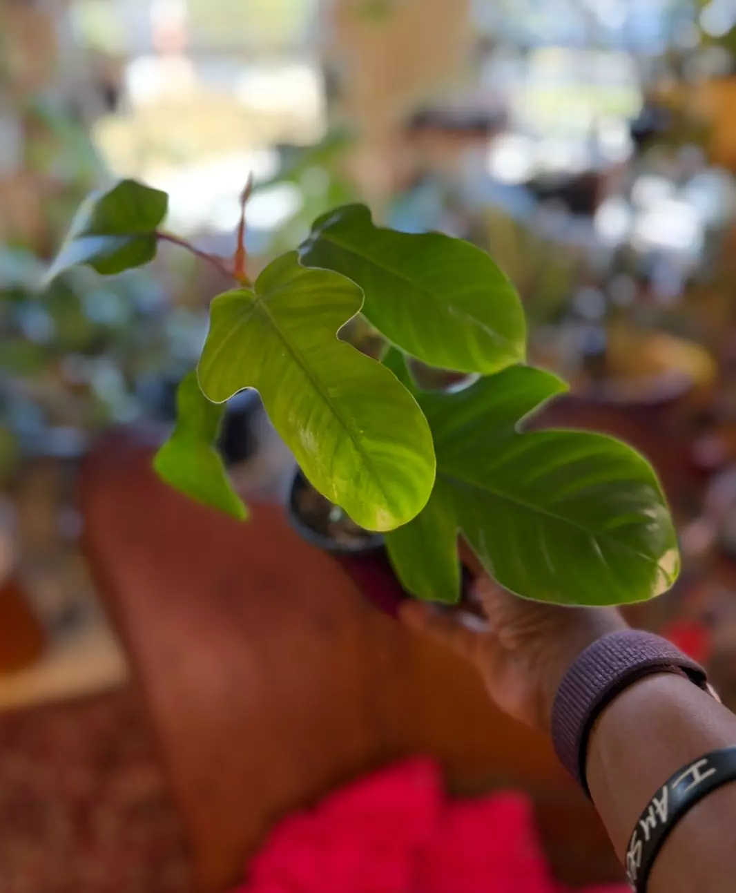 Philodendron Squamiferum thumbnail