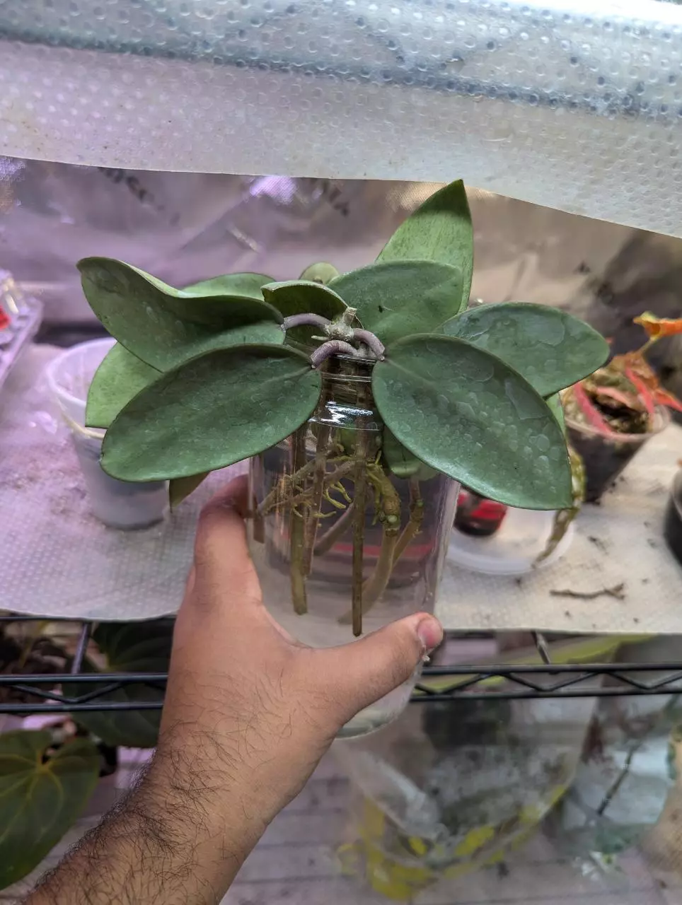 Hoya silver dollar cutting thumbnail